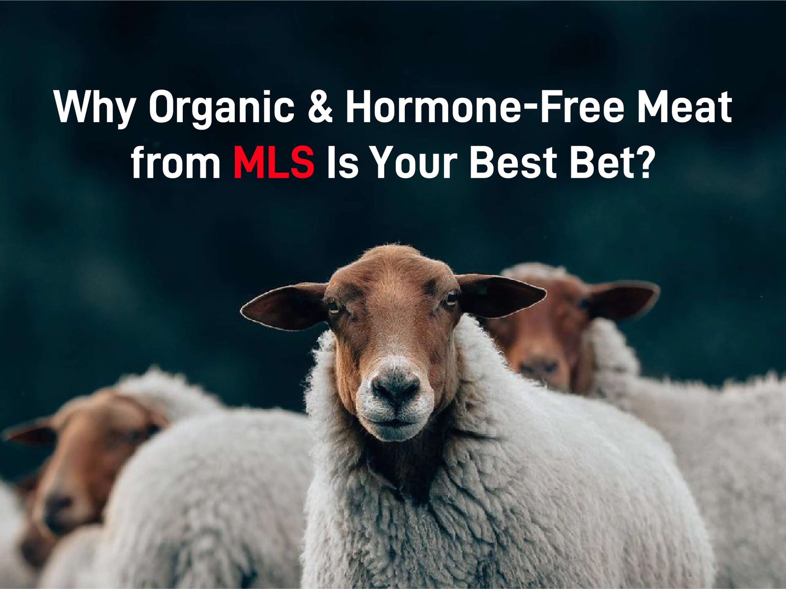 Why Organic and Hormone-Free Meat from MLS Is Your Best Bet